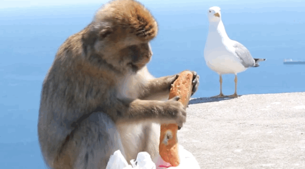 Monkey Sandwich GIF