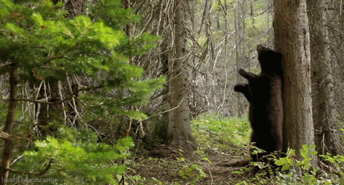 Itchy Bear GIF